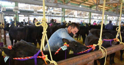 「丑」年締めくくる　子「牛」のせり市　三つ子の「牛」登場　鹿児島・ＪＡあいら姶良中央家畜市場