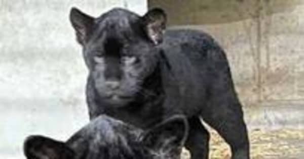 双子の黒い赤ちゃんジャガー、名前つけてね　王子動物園で公開、投票受け付け　神戸
