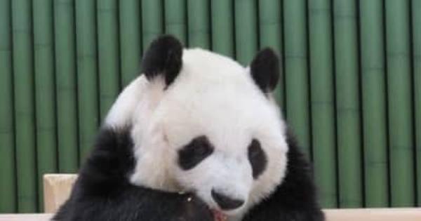パンダ・タンタンの返還が22年12月末まで延長に、病状を考慮神戸市立王子動物園