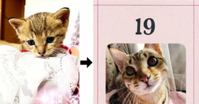 「今は幸せニャン」 保護猫カレンダーでほっこり　鹿児島の動物愛護団体、収益は活動費に