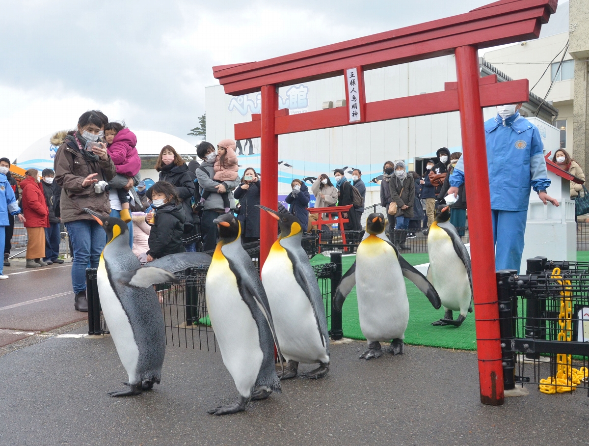 愛嬌たっぷり行進、ペンギンよちよち「初詣」　越前松島水族館、来場者の視線くぎ付け