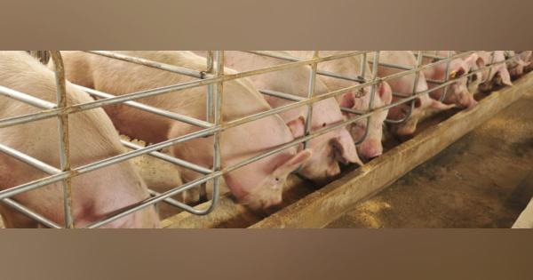 あなたが食べている「豚肉」、その豚たちが育つ「ヤバすぎる環境」の実態