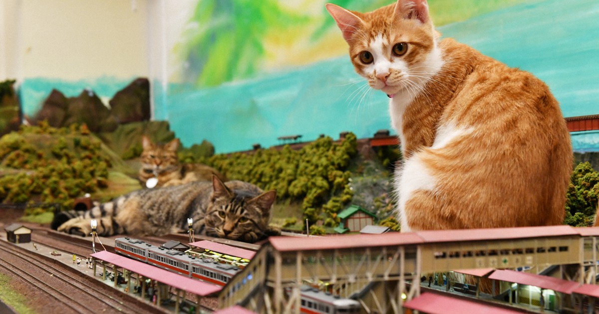疾走する列車にネコパンチ!　14匹の猫がくつろぐジオラマ食堂