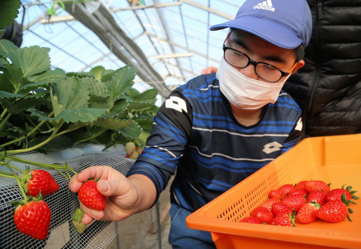 就労支援施設でイチゴの収穫始まる　利用者が一つずつ丁寧に摘み取り