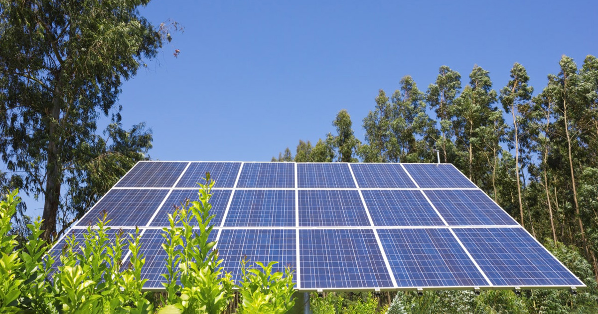 屋上で植物を育てながら発電!? 研究が進む「屋上営農型太陽光発電」の実用度