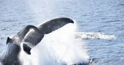迫力　目の前にザトウクジラ　奄美大島近海を回遊