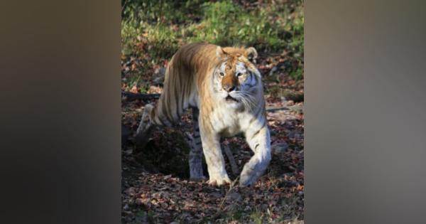 トラが飼育員襲い3人負傷、栃木　那須サファリパーク