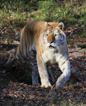 トラが飼育員襲い3人負傷、栃木　那須サファリパーク