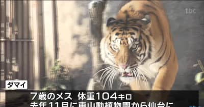 スマトラトラ　八木山動物公園で公開