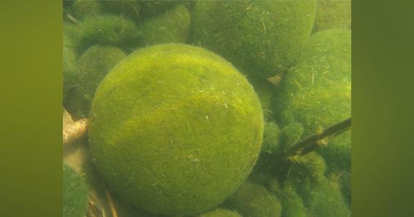 マリモに「年輪」、ＭＲＩで確認　中心の藻が栄養に―神戸大など：時事ドットコム