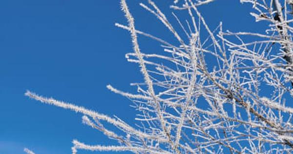 凍る朝　輪島・三井氷点下7度　「樹霜」びっしり