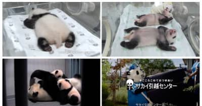 サカイ引越センター／新CMで上野動物園の双子パンダを採用