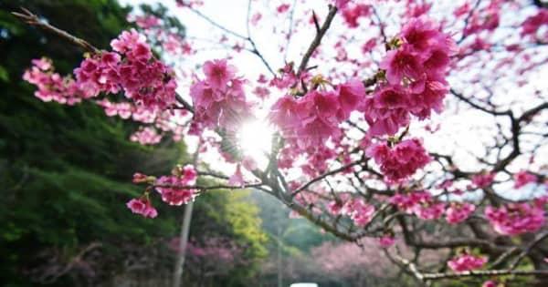 八重岳が鮮やかなピンクに　桜が見頃　例年より開花早く