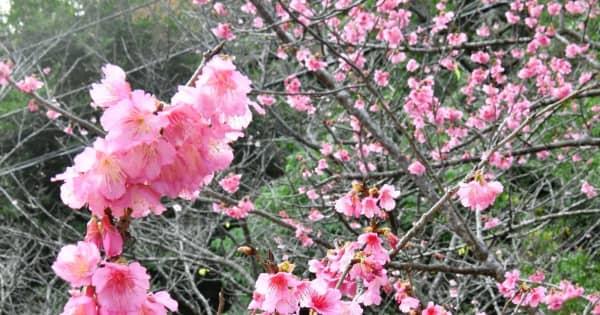 一足早い桜、沖縄の八重岳に咲く