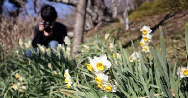 半田山植物園でスイセン咲き始め　白と黄色の花、風に揺れ
