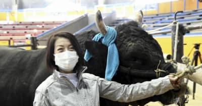 女性牛主・麻生さんデビュー　宇和島闘牛の初実戦で白星　40年以上ぶりに誕生