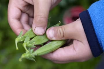 栽培収穫体験で野菜好きに　カゴメ調査「食育重要に」