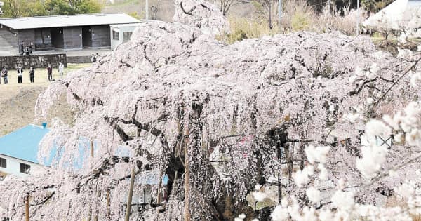 「三春滝桜」のロゴマーク決定　天然記念物指定100年
