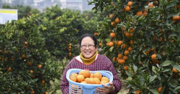 たわわに実ったブラッドオレンジが収穫期に　重慶市璧山区