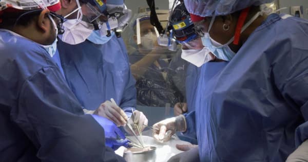 遺伝子操作したブタの心臓を移植　世界初、米の57歳男性に