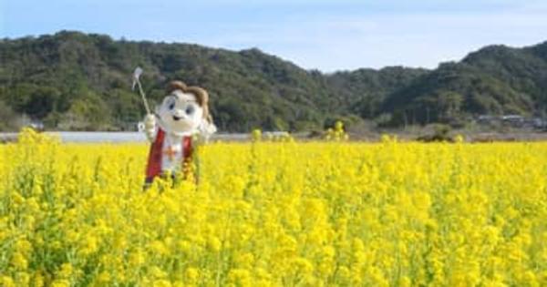 「四郎くん」も黄色いじゅうたんにうっとり　上天草市で菜の花畑見頃