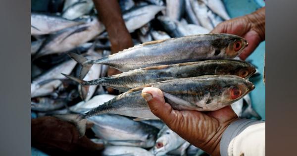 インドネシアの魚やエビの養殖業者向けサービスeFisheryが約104億円調達、アグリテックとして世界最大規模