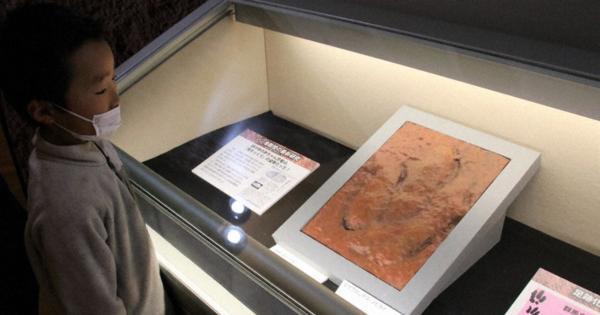 「のび太」にちなみ命名の新種恐竜　足跡の化石、レプリカを展示