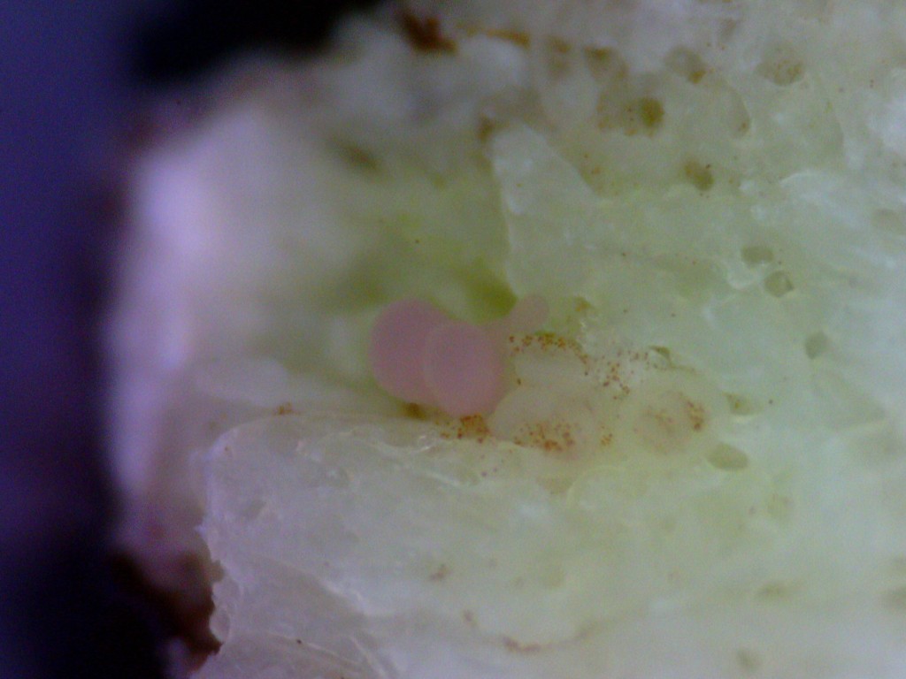 東大発サンゴベンチャーの「イノカ」、国内で初めて完全人工環境下でのサンゴの抱卵実験に成功