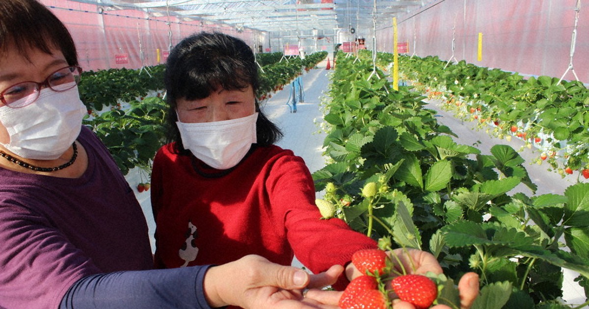 福井・美浜に観光イチゴ農園オープン　「紅ほっぺ」など7品種2万株
