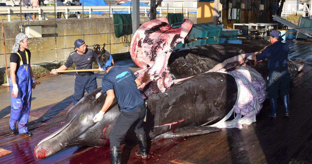 【深層リポート】沿岸捕鯨の伝統守る千葉県南房総市　クジラ食普及　継承を後押し
