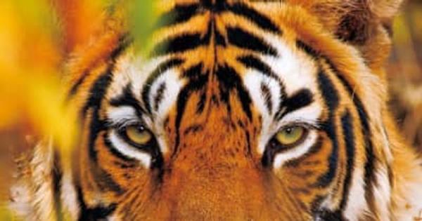 岩合光昭氏による絶滅危惧種のベンガルトラ集大成『虎 とら』、クレヴィスより刊行