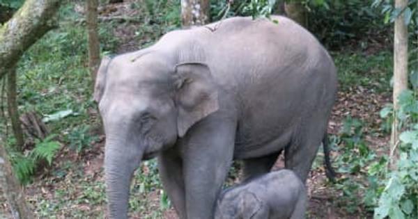 雲南省で野生ゾウの赤ちゃん相次ぎ誕生