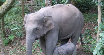 雲南省で野生ゾウの赤ちゃん相次ぎ誕生