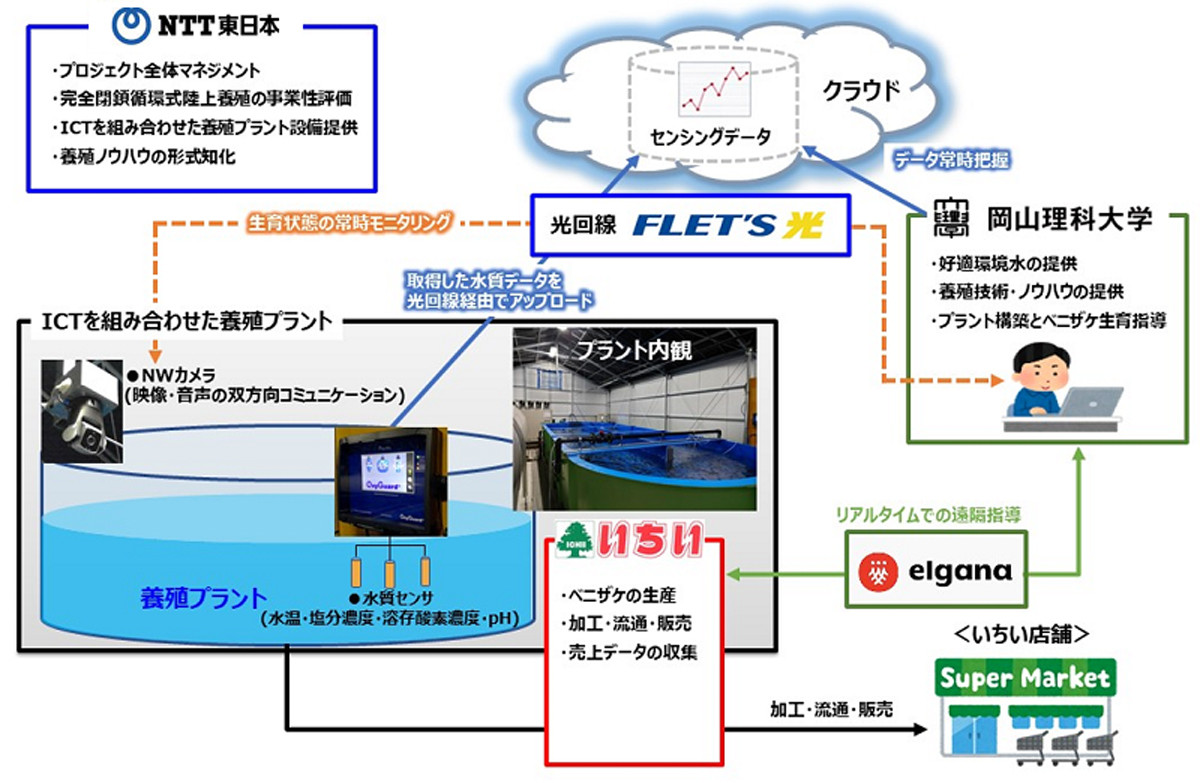 NTT東ら、ベニザケの完全閉鎖循環式陸上養殖ビジネスに向けた実証