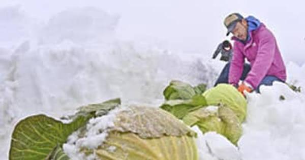 雪下キャベツ、低温の中「甘み熟成」　猪苗代で収穫作業最盛期