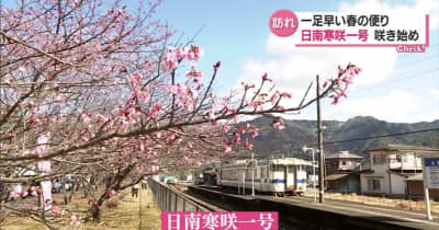 日南市で早咲きの桜「日南寒咲１号」が見ごろ・宮崎県