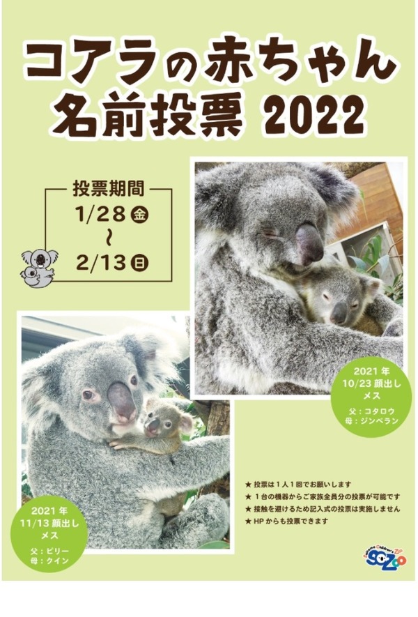 埼玉県こども動物自然公園、コアラの赤ちゃん名前投票開始