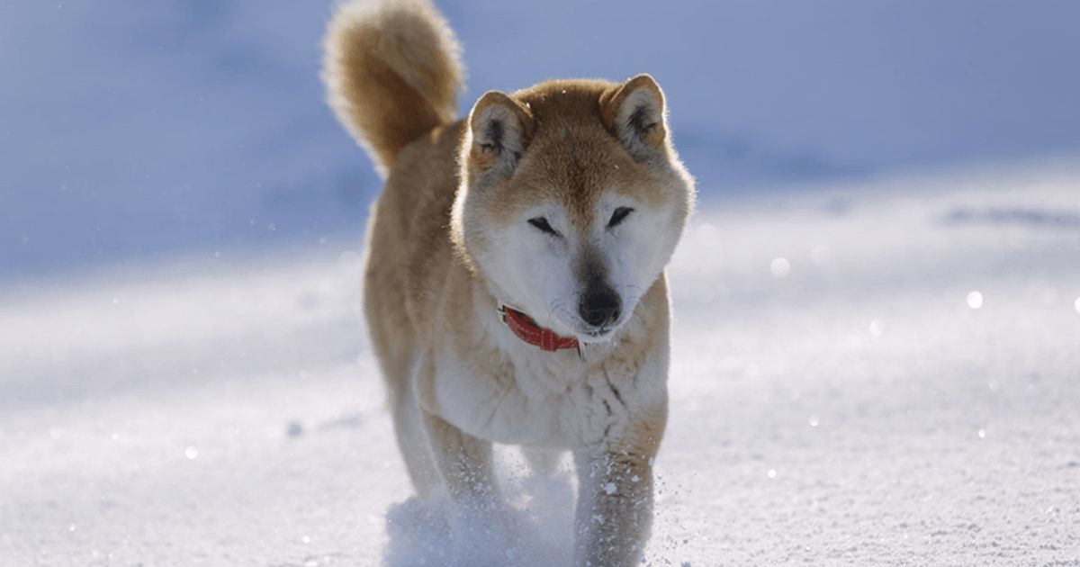 寒さに弱い犬種、知っていますか？ 寒い日の愛犬散歩に注意を