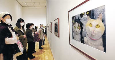 猫の絵本原画、いよいよ　29日開幕　富山県美術館