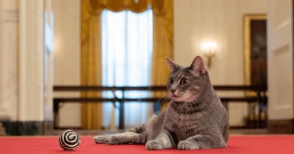 米ホワイトハウス、猫を迎える　名前は「ウィロウ」