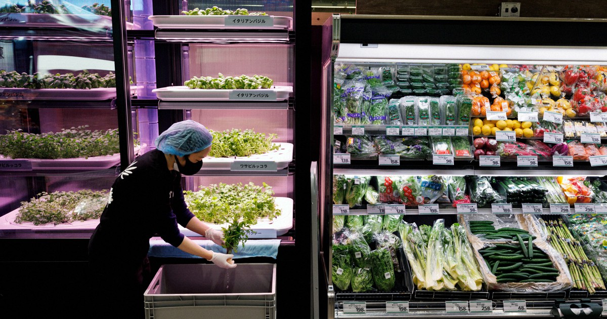LEDの光ですくすく　食の価値観変える?　スーパーで育った野菜