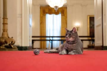 ホワイトハウスに猫迎える　バイデン大統領夫妻、09年以来