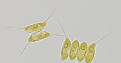 DHA生み出す藻類イカダモ　佐賀大が新種発見