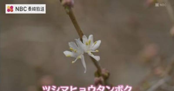 絶滅危惧種ツシマヒョウタンボクの花【長崎】