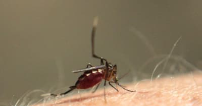 マラリアに強い血液型 重症化リスクが1.5倍も違っていた【血液型と病気】