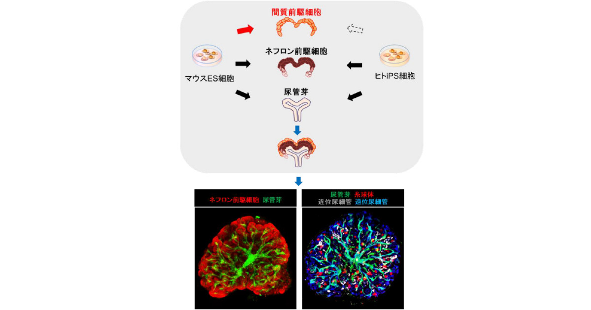 熊本大、マウスES細胞から高次構造も含めて腎臓を再現することに成功