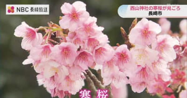 一足早く春を告げる「元日桜」