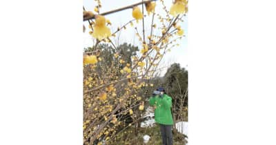 ロウバイが咲き競う　福島市の花見山　4日は「立春」