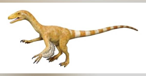 福井の恐竜化石、鳥類に近い　白亜紀のフクイベナートル