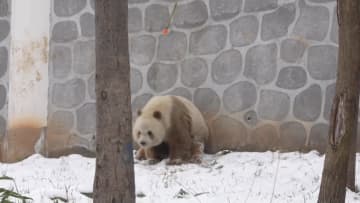 世界で唯一 人工飼育の茶色パンダ 七仔 が体力づくり 中国陝西省